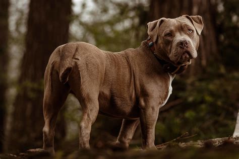 american bulldog brown