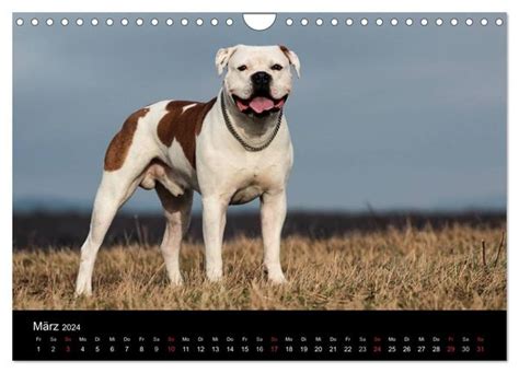 american bulldog einzigartig wandkalender monatskalender Reader