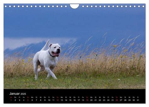 american bulldog einzigartig wandkalender monatskalender Reader