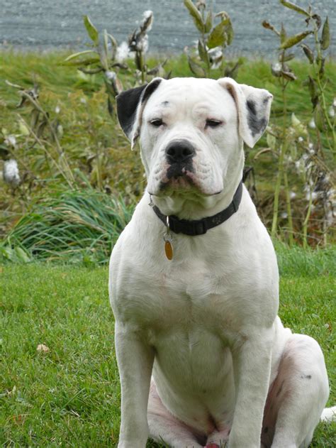 american bulldog mixed with pitbull puppies