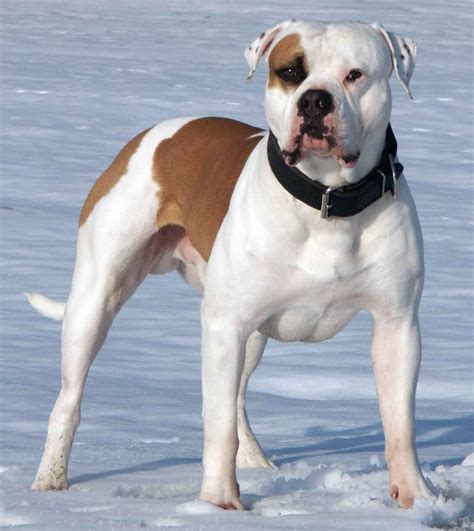 american bulldog pictures