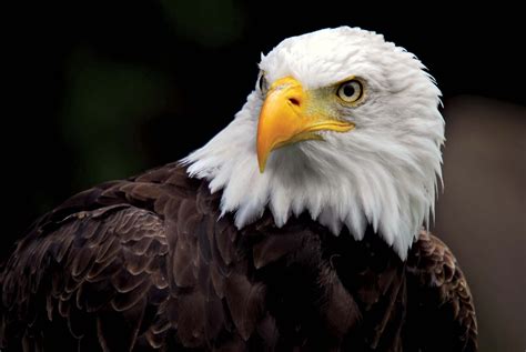 american eagle animal PDF