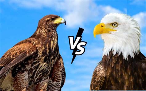 american eagle vs bald eagle Epub