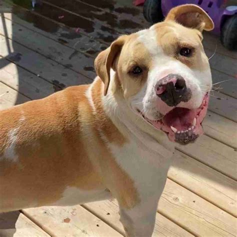 american english bulldog mix