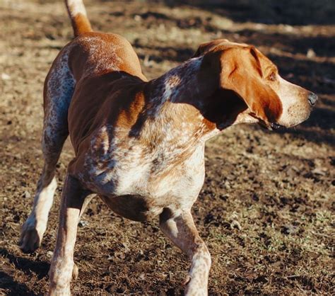 american english coonhound training guide PDF
