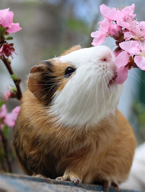 american guinea pig