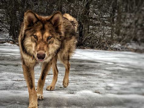 american indian wolf dog