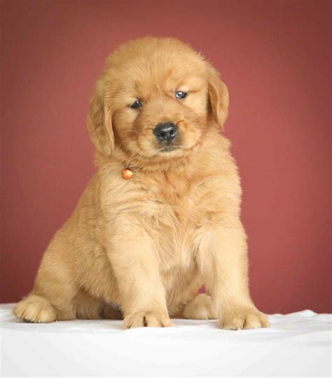 american kennel club puppies for sale