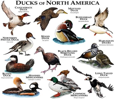 american nature guides ducks of north america Reader