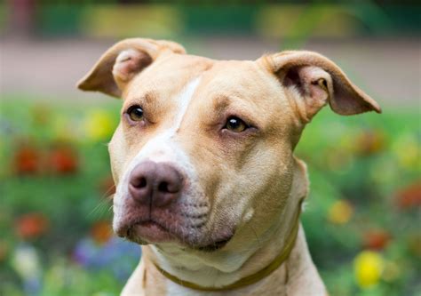 american pitbull dog breed pictures