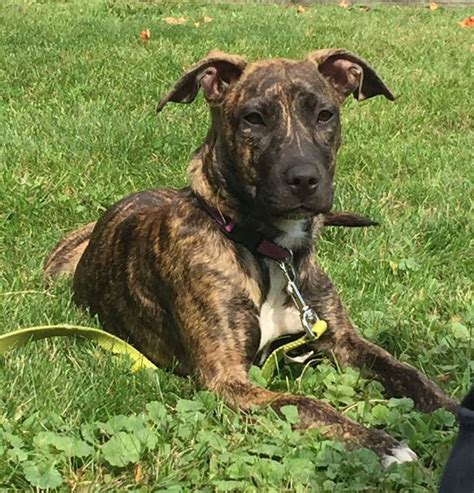 american staffordshire terrier/labrador retriever mix