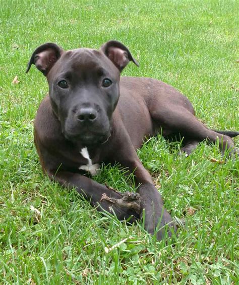 american staffordshire terrier and lab mix