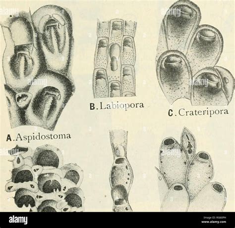 american tertiary quaternary bryozoa classic PDF