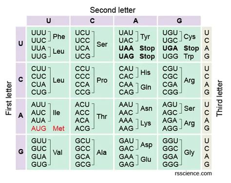 Amino Acids Codon Chart