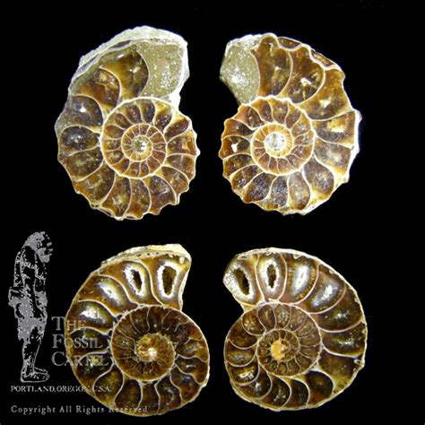 ammonite fossil pair