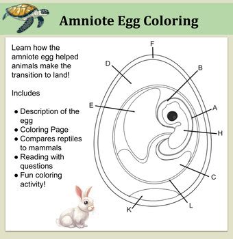 amniote egg coloring answers Reader