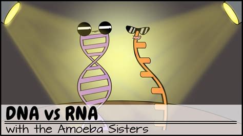 amoeba sisters video recap dna vs. rna