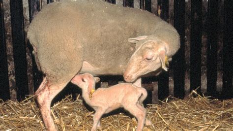 among social animals that care for their young