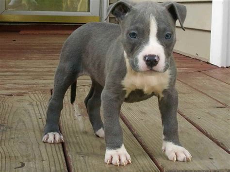 amstaff dog for sale