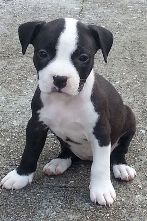 amstaff puppy