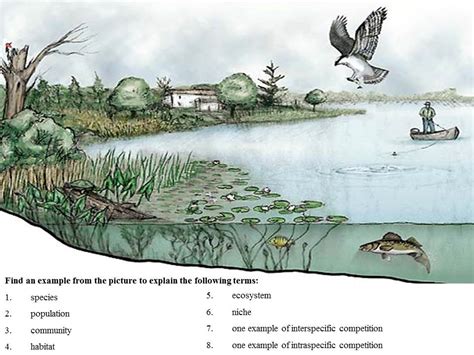 an ecological glossary Doc