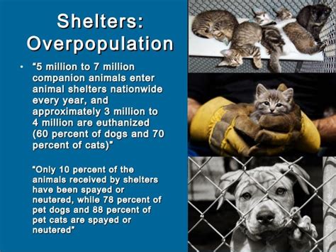 an estimated 6.5 million companion animals enter shelters nationwide every year, and approximately 3.1 million are euthanized due to lack of homes