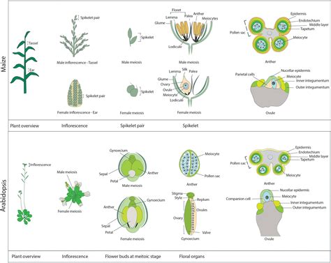 an example of mitosis at work is a plant root