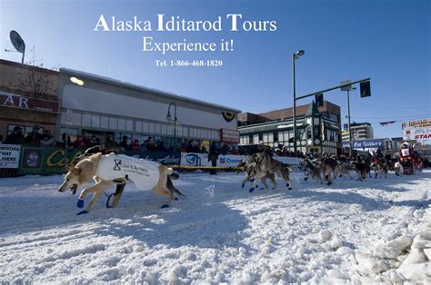 an iditarod sampler photos from alaskas iditarod Reader