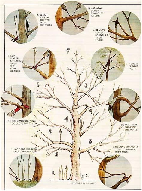 an illustrated guide to pruning Kindle Editon