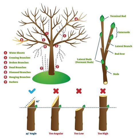 an illustrated guide to pruning an illustrated guide to pruning Reader