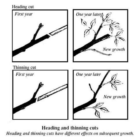 an illustrated guide to pruning an illustrated guide to pruning Reader