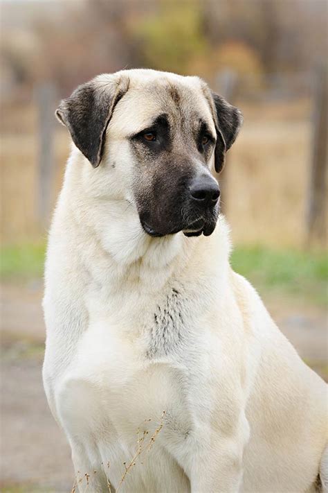 anatolian shepherd dogs