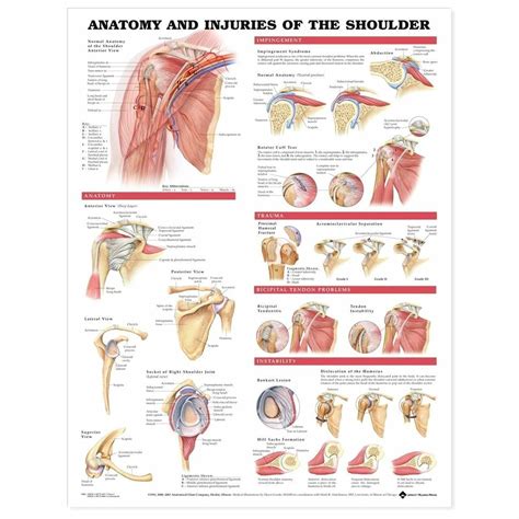 anatomy and injuries of the shoulder anatomical chart PDF