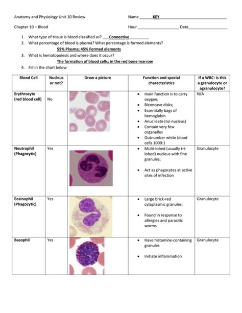 anatomy and physiology blood answers Doc