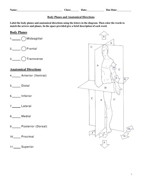 anatomy and physiology body planes answer key PDF