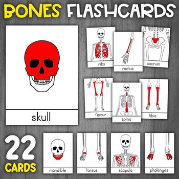 anatomy and physiology bones flashcards Kindle Editon