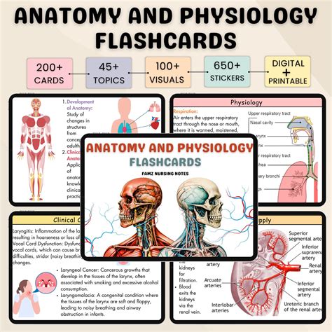 anatomy and physiology chapter 1 flashcards Doc