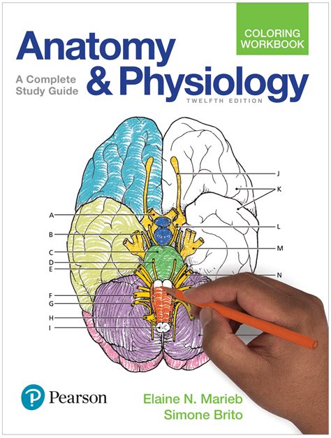 anatomy and physiology coloring workbook answer packet PDF