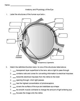 anatomy and physiology eye questions and answers Epub