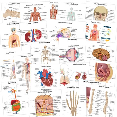anatomy and physiology flash cards Reader