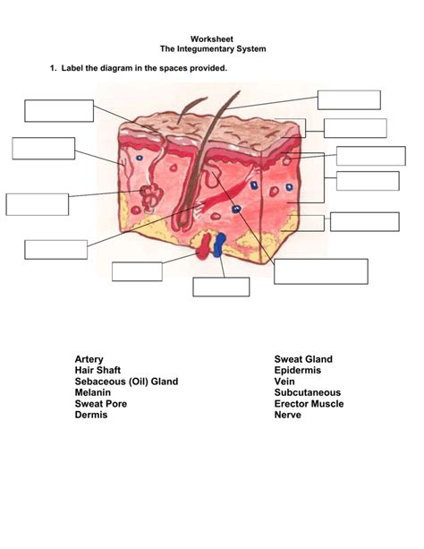 anatomy and physiology integumentary system test answers Kindle Editon