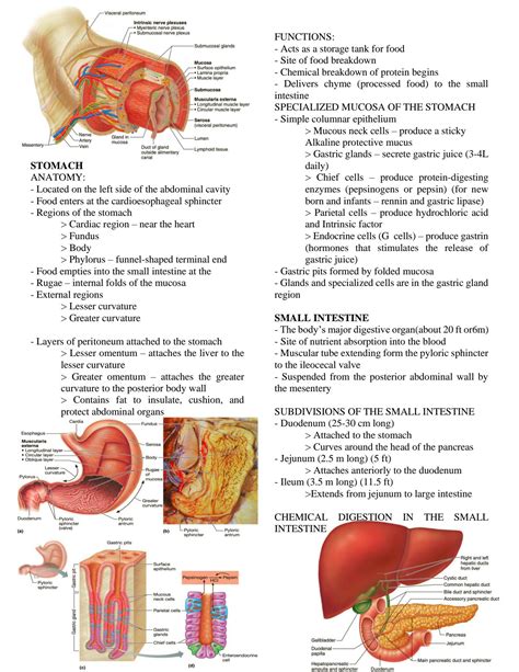 anatomy and physiology marieb answer key digestive Kindle Editon