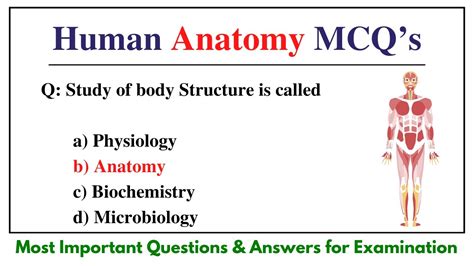 anatomy and physiology questions and answers Doc