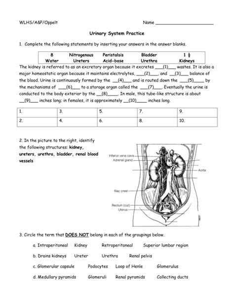 anatomy and physiology urinary system packet answers Epub