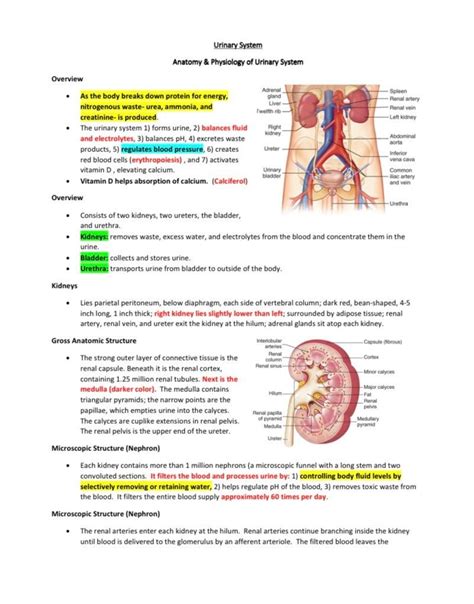 anatomy and physiology urinary system study guide PDF