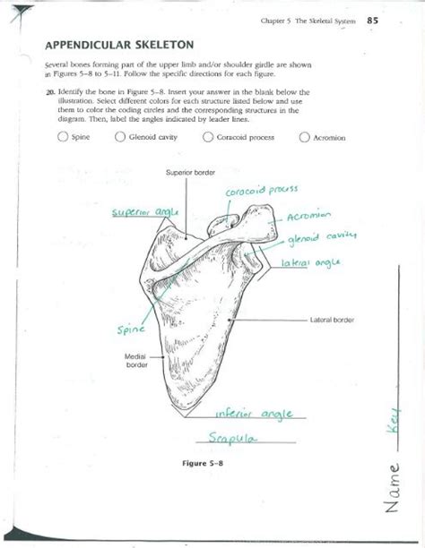 anatomy bone packet answers Doc