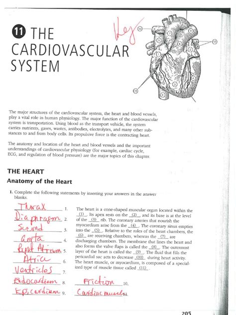 anatomy cardiovascular system packet PDF