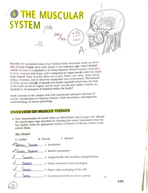 anatomy chapter 6 muscular system answer key PDF