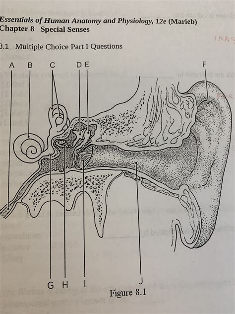 anatomy chapter 8 quizlet Reader