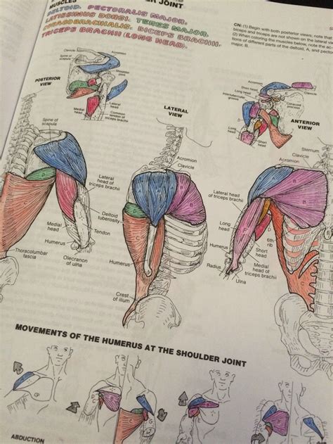 anatomy coloring book answer key Kindle Editon